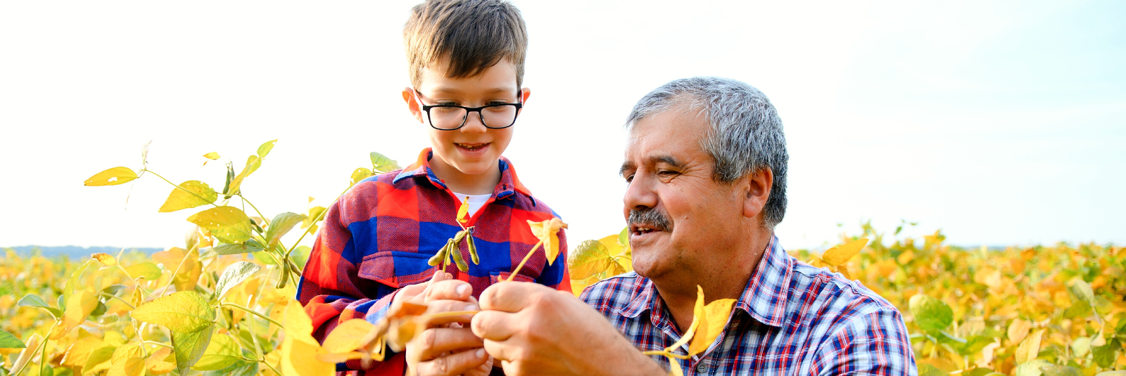 grandfather and his grandson looking at soybean crops