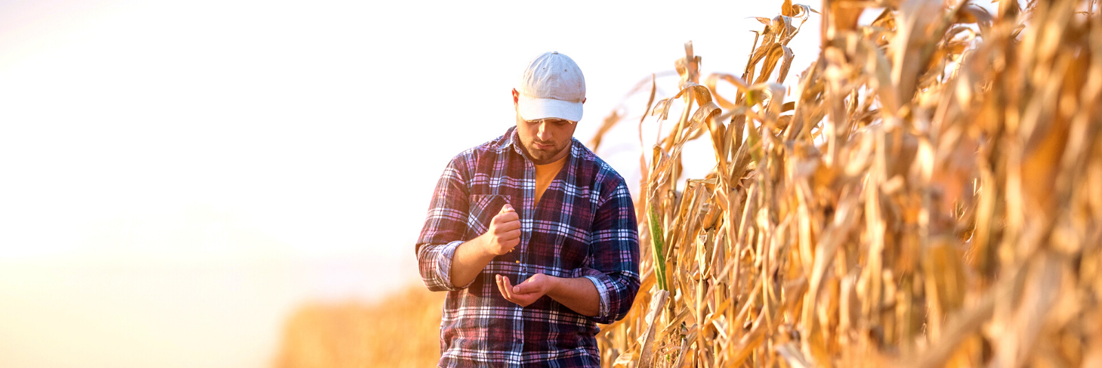 a farmer walking through a corn crop field